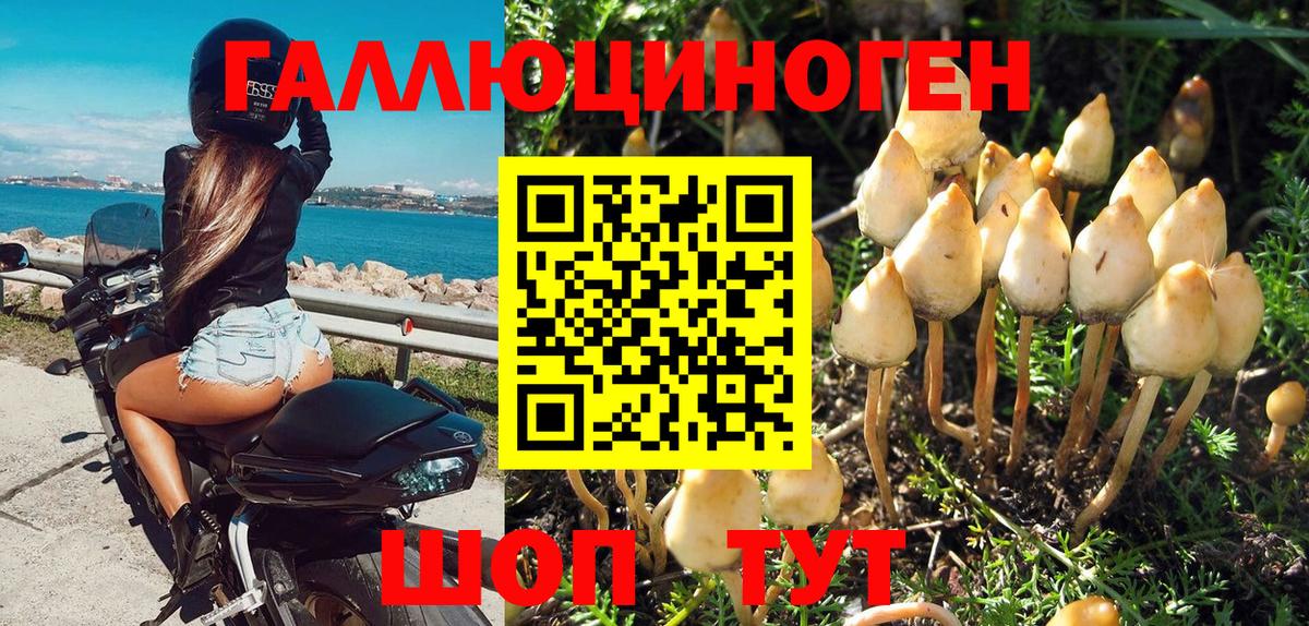 Галлюциногенные грибы Psilocybine cubensis Георгиевск
